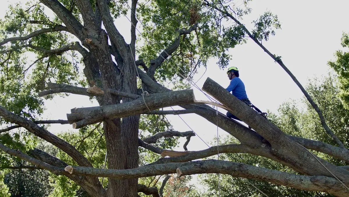 Professional Hazardous Tree Removal performed by certified arborists in Blue Bell