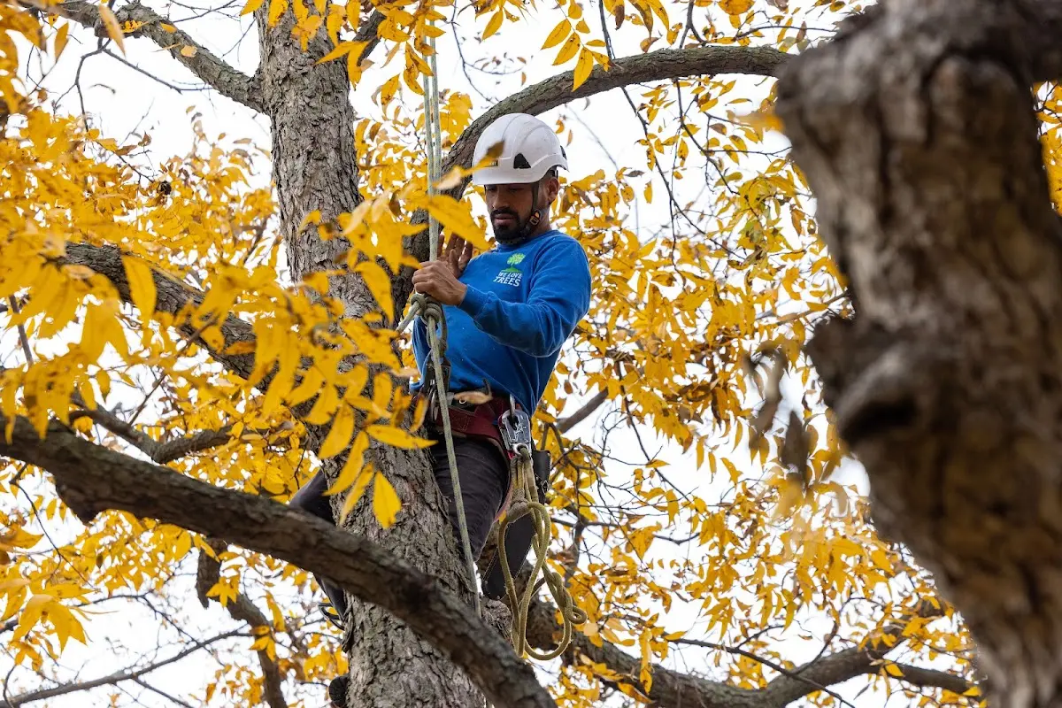 Skilled Tree Planting crew working in Blue Bell