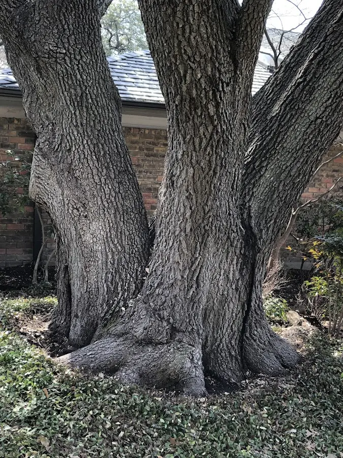 Mature heritage tree close to a Blue Bell property cared for by certified arborists